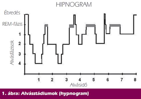 hajnövekedési fázisok diagram