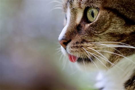 korpásodás tünetei és kezelési tippek vizuális összefoglaló