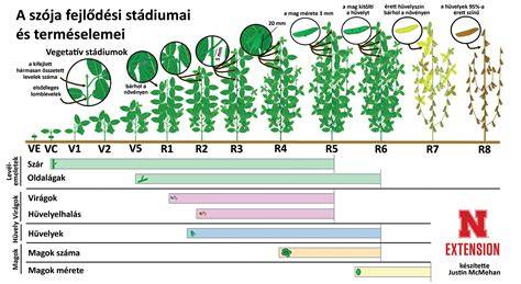 Infografika: Favus fejlődési fázisai (scutula, plakk, autolízis)