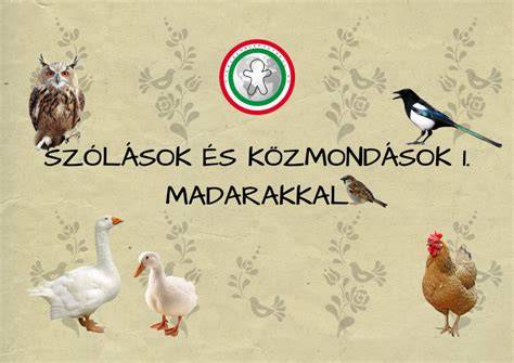 Infografika a fejben lévő esz fontosságáról és a közmondások kapcsolódó témáiról
