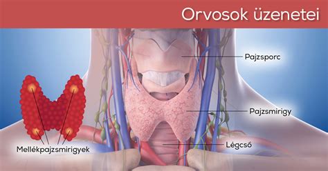 A pajzsmirigy anatómiája és elhelyezkedése a nyakon