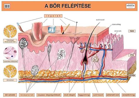 A bőr és a haj szerkezete