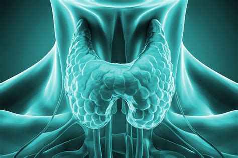 Pajzsmirigy ábrája