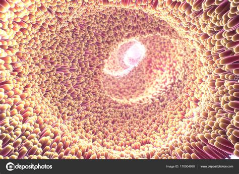 Mikroszkópos kép hajhagymákról