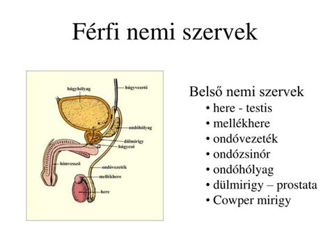 Ábra a férfi fejformákról