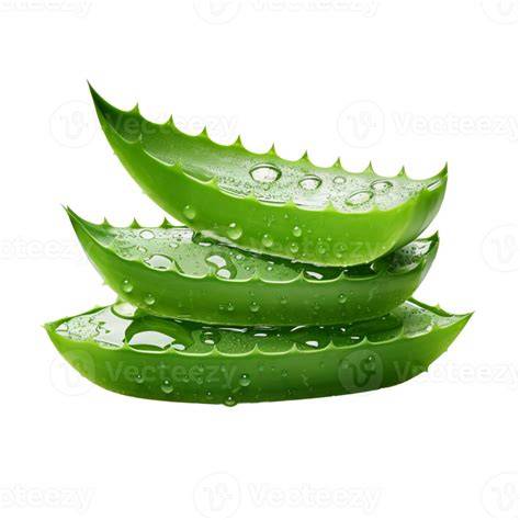 Aloe_vera_zo-p.png