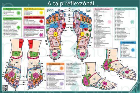 Állítható tusa hát- és tusa talp modellek vizuális ábrája