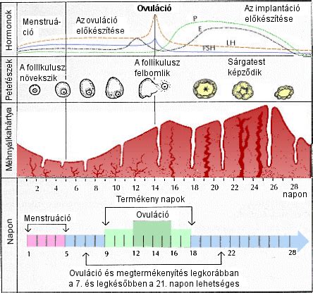 A menstruációs ciklus ábrázolása