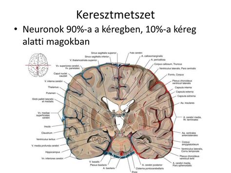 Szemkörüli terület anatómiai ábra