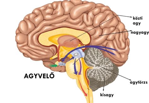 Az emberi agy és a stresszhatások