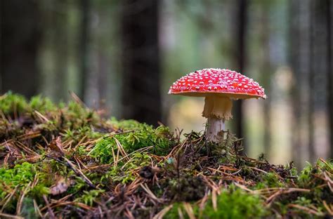 Macska bőrgomba lokalizációs térképe