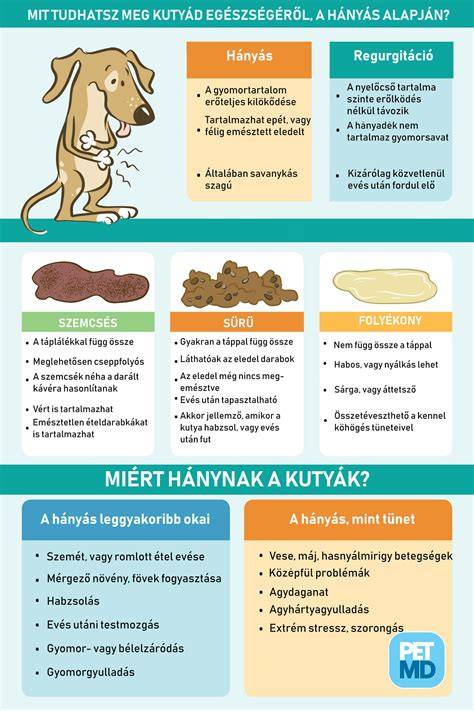 Infografika: A kutya bőrproblémáinak fő okai és a kezelés lépései