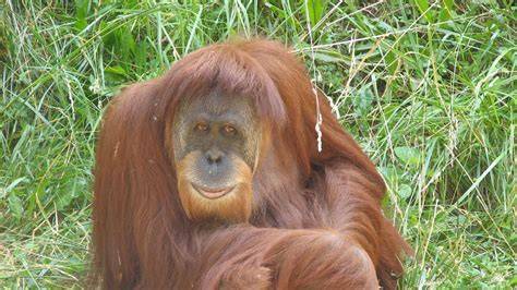 szumátrai orangután CCTV felvétel