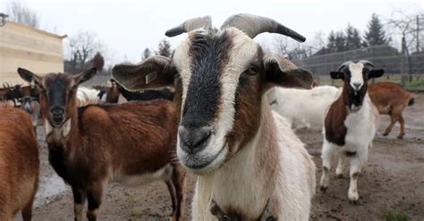 kecskék legelésznek egy szőlőültetvényen