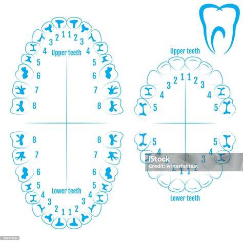 diagram a fogak számának hatásáról