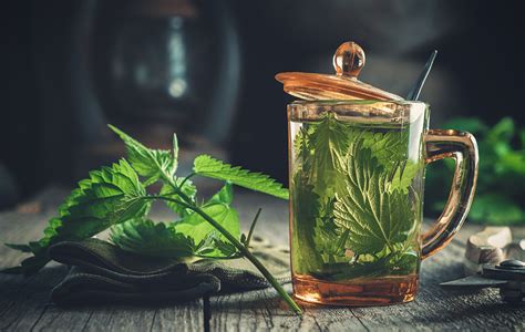 Csalánlevél és a belőle készült tea