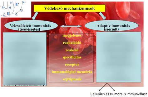 Tagolt diagram: kolosztrum bevitele és immunitás folyamat