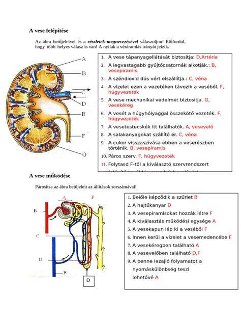 Infografika: tenyésztés és kiválasztás folyamatábrája