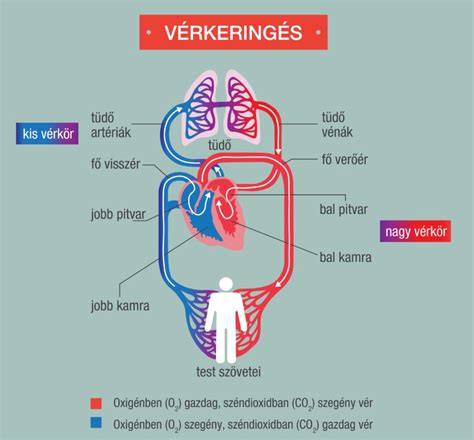 Infografika: A keringési rendszer fő részei és véráramlás menete