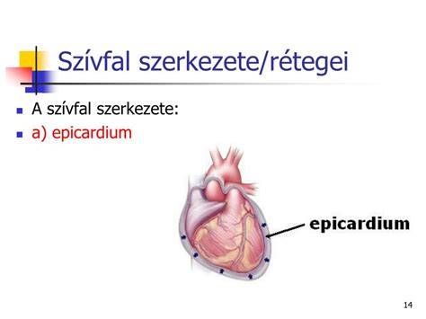 Infografika: szívfal rétegei, ingervezető rendszer és billentyűk
