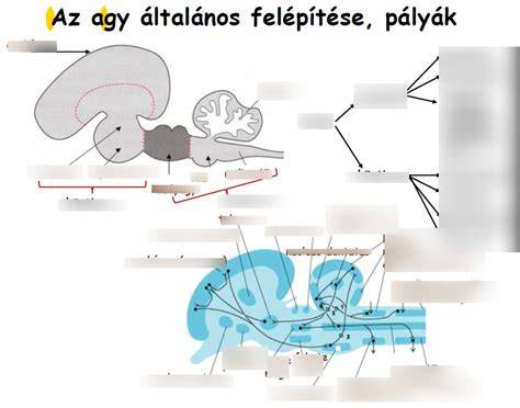 illatosítás illatcsalád struktúra diagram