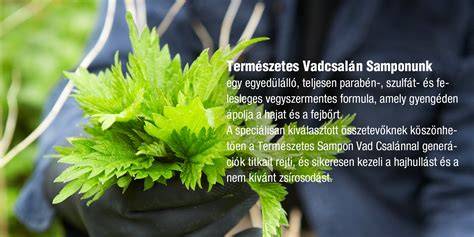 Illusztráció a csalán alapú természetes sampon működéséről