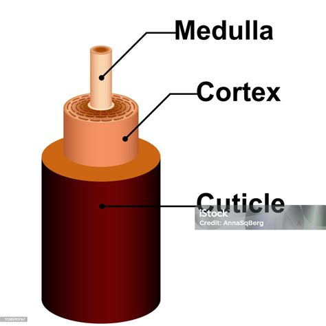 Diagram a kutikula, cortex és medulla rétegeiről