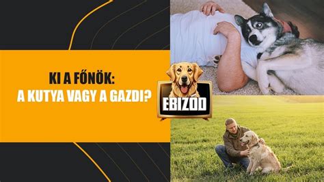 kutya és gazdi találkozása hazaérkezéskor