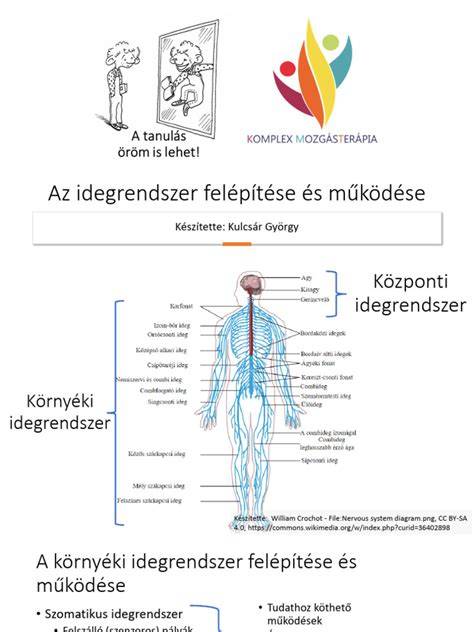 Infografika: Összetevők felépítése és hatásmechanizmus