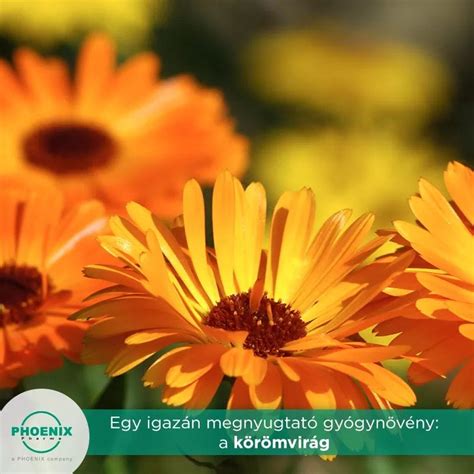 Kép a körömvirág és kamilla gyulladáscsökkentő hatásáról