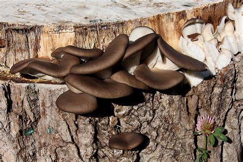 Laskagomba termesztése farönkön