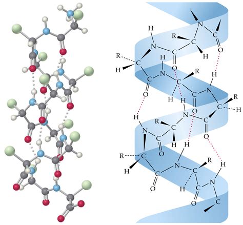 Keratin molekula a hajban