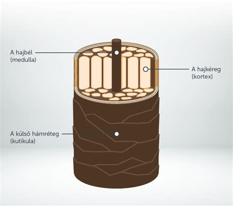 Infografika a szőrszálak felépítéséről: külső gyökérhüvely, belső gyökérhüvely, kutikula, keratin