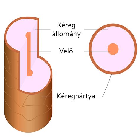A haj szerkezete és az elektrosztatikusság