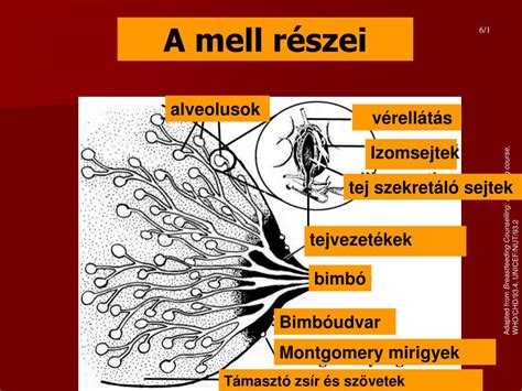 Az emlő anatómiája és a tejtermelés folyamata