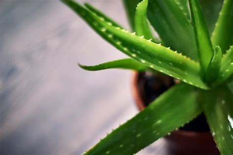 Aloe vera növény levelei és gélje