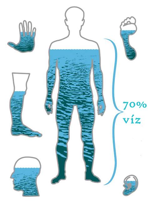 Infografika: A víz szerepe a szervezetben és a hajban