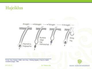 Diagram: hajciklus és hajhullás kapcsolata