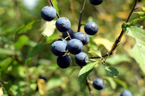 Fűrészpálma bogyók