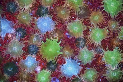 Mikroszkópos kép a DHT hatásáról a hajhagymákra