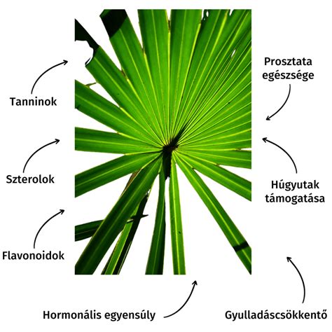 Infografika a fűrészpálma adagolásáról és mellékhatásairól