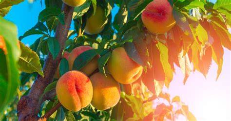 Őszibarackfa virágzásban