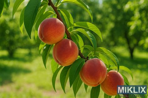 Érett Champion őszibarackok