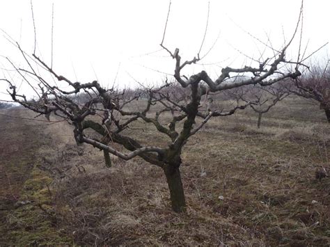 Őszibarackfa metszése