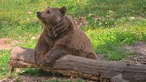 Jelenetek a Jön a medve! című montázsból