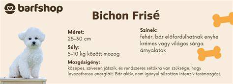 Infografika: Bichon Frise méretek és jellemzők