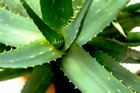 Aloe vera növény