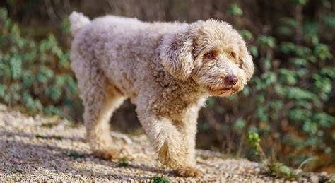 A Lagotto Romagnolo kölyökkutya és a tipikus göndör bunda vizuális bemutatása - aranyos, ugyanakkor komoly munkakutya jelleg átjön.