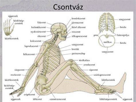 Infografika: fej, törzs, karok, lábak és ruházat összekapcsolásának logikája