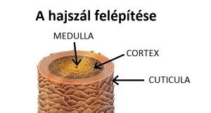 Hajszál felépítése és pigmentáció infografika